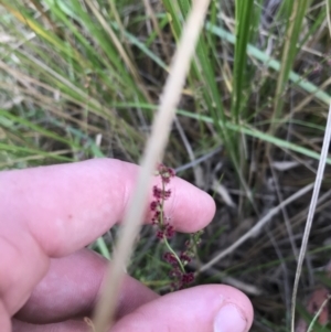 Haloragis heterophylla at Acton, ACT - 6 Apr 2021