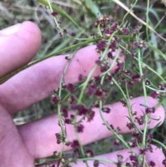 Haloragis heterophylla at Acton, ACT - 6 Apr 2021