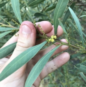 Acacia rubida at Acton, ACT - 6 Apr 2021