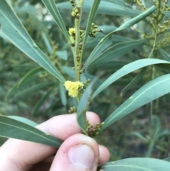 Acacia rubida at Acton, ACT - 6 Apr 2021