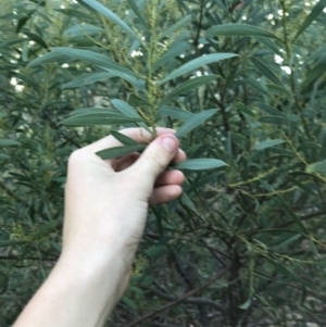 Acacia rubida at Acton, ACT - 6 Apr 2021