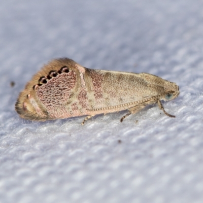 Eupselia melanostrepta (A Twig moth) at Melba, ACT - 2 Feb 2021 by Bron