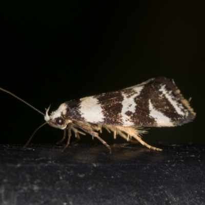 Isomoralla eriscota (A concealer moth) at Melba, ACT - 2 Feb 2021 by Bron