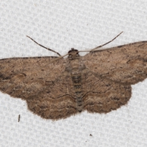 Ectropis bispinaria at Melba, ACT - 2 Feb 2021