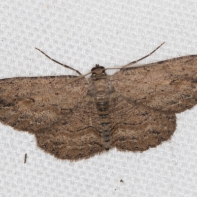 Ectropis bispinaria (Loop-line Bark Moth) at Melba, ACT - 2 Feb 2021 by Bron