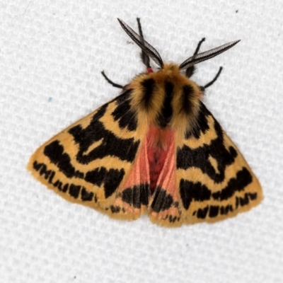 Ardices curvata (Crimson Tiger Moth) at Melba, ACT - 2 Feb 2021 by Bron