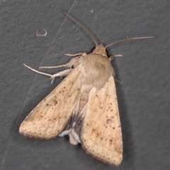 Helicoverpa (genus) (A bollworm) at Melba, ACT - 2 Feb 2021 by Bron