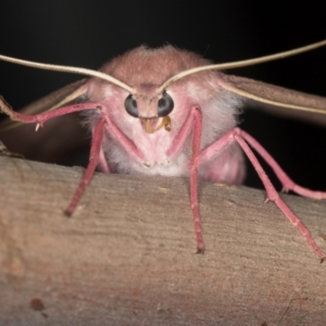 Arhodia lasiocamparia at Melba, ACT - 3 Feb 2021