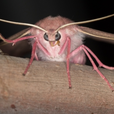 Arhodia lasiocamparia (Pink Arhodia) at Melba, ACT - 3 Feb 2021 by Bron