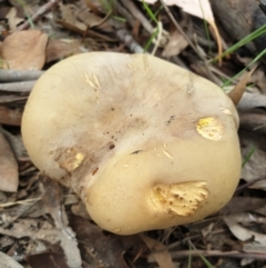 Phylloporus sp. (Phylloporus sp.) at Cook, ACT - 9 Apr 2021 by drakes