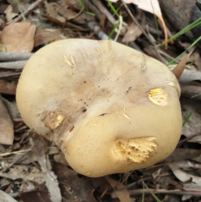 Phylloporus sp. (Phylloporus sp.) at Mount Painter - 8 Apr 2021 by drakes