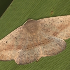 Idiodes apicata (Bracken Moth) at Melba, ACT - 10 Mar 2021 by Bron