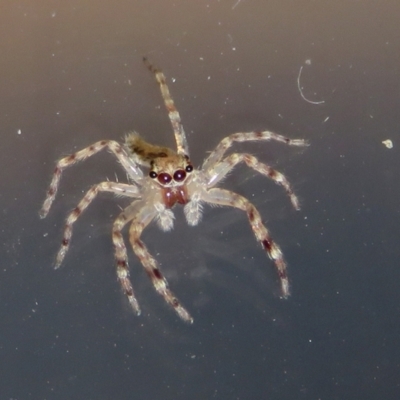 Helpis minitabunda (Threatening jumping spider) at Jerrabomberra Wetlands - 9 Apr 2021 by RodDeb