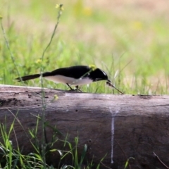 Rhipidura leucophrys (Willie Wagtail) at Fyshwick, ACT - 9 Apr 2021 by RodDeb