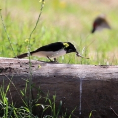 Rhipidura leucophrys at Fyshwick, ACT - 9 Apr 2021 11:56 AM