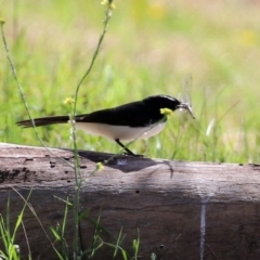 Rhipidura leucophrys at Fyshwick, ACT - 9 Apr 2021 11:56 AM