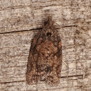 Tortricinae (subfamily) at Melba, ACT - 3 Apr 2021