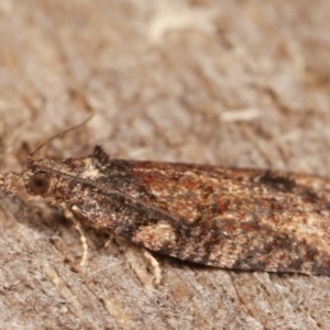 Tortricinae (subfamily) at Melba, ACT - 3 Apr 2021