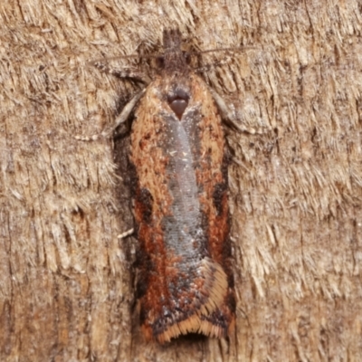 Tortricinae (subfamily) (A tortrix moth) at Melba, ACT - 2 Apr 2021 by kasiaaus