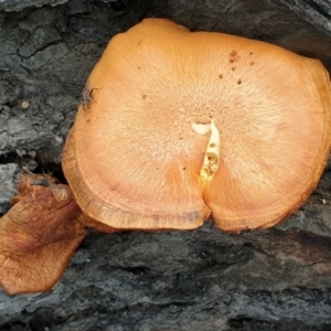 Gymnopilus junonius at Cook, ACT - 9 Apr 2021 08:54 AM