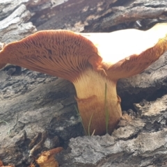 Gymnopilus junonius at Cook, ACT - 9 Apr 2021 08:54 AM