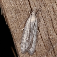 Phryganeutis cinerea (Chezala Group moth) at Melba, ACT - 4 Apr 2021 by kasiaaus