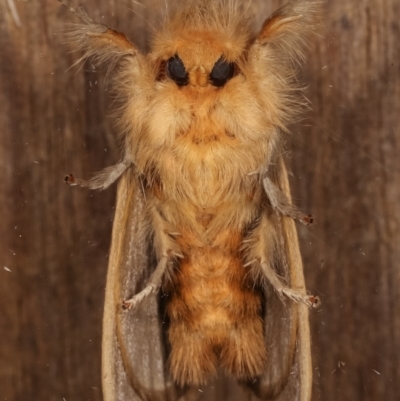 Euproctis edwardsii (Mistletoe Browntail Moth) at Melba, ACT - 4 Apr 2021 by kasiaaus
