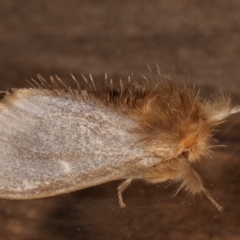 Euproctis edwardsii at Melba, ACT - 5 Apr 2021 08:49 AM