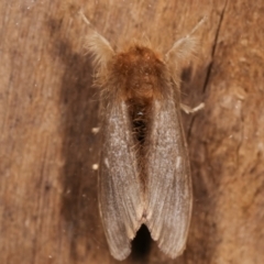 Euproctis edwardsii at Melba, ACT - 5 Apr 2021 08:49 AM