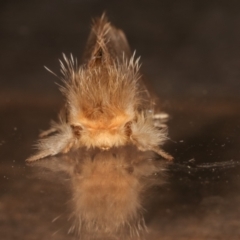 Euproctis edwardsii at Melba, ACT - 5 Apr 2021