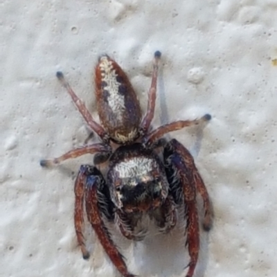 Opisthoncus grassator (Jumping spider) at Braidwood, NSW - 9 Apr 2021 by tpreston