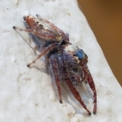 Opisthoncus grassator at Braidwood, NSW - 9 Apr 2021 11:02 AM