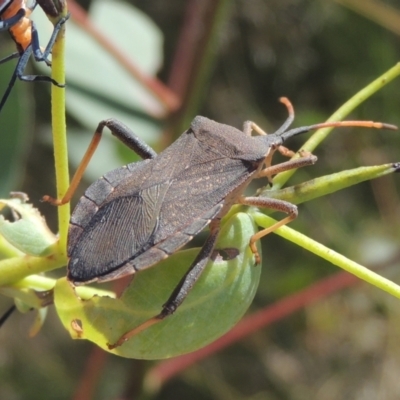 Amorbus sp. (genus) (Eucalyptus Tip bug) at Tuggeranong DC, ACT - 22 Feb 2021 by MichaelBedingfield