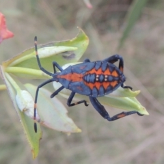 Amorbus sp. (genus) (Eucalyptus Tip bug) at Tuggeranong DC, ACT - 22 Feb 2021 by michaelb