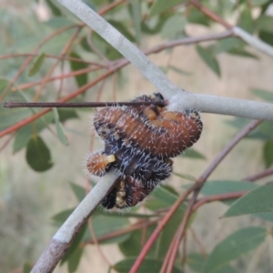 Perginae sp. (subfamily) at Paddys River, ACT - 22 Feb 2021