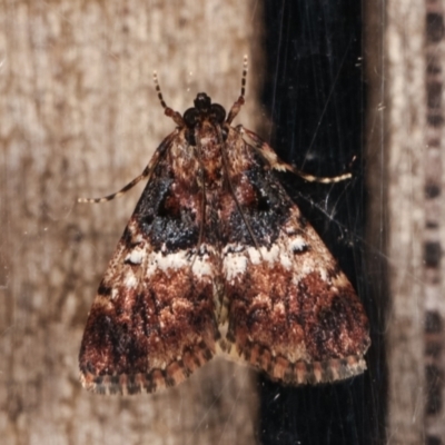 Orthaga thyrisalis (Teatree Web Moth) at Melba, ACT - 1 Apr 2021 by kasiaaus