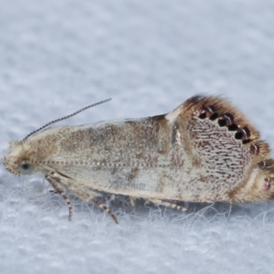 Eupselia melanostrepta (A Twig moth) at Melba, ACT - 1 Apr 2021 by kasiaaus