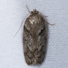 Philobota philostaura (A Concealer moth (Philobota group)) at Melba, ACT - 2 Apr 2021 by kasiaaus