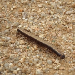 Diplopoda (class) (Unidentified millipede) at Fyshwick, ACT - 6 Apr 2021 by SandraH