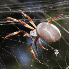 Trichonephila edulis (Golden orb weaver) at ANBG - 9 Apr 2021 by TimL