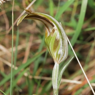 Diplodium ampliatum (Large Autumn Greenhood) at ANBG - 9 Apr 2021 by TimL