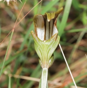 Diplodium ampliatum at Acton, ACT - suppressed