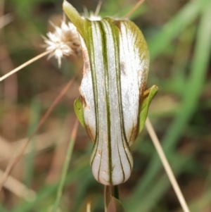 Diplodium ampliatum at Acton, ACT - suppressed