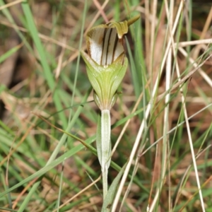 Diplodium ampliatum at Acton, ACT - suppressed