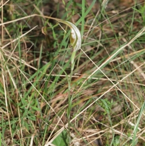 Diplodium ampliatum at Acton, ACT - suppressed