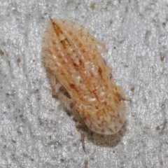 Ledromorpha planirostris (A leafhopper) at ANBG - 6 Apr 2021 by TimL