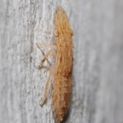 Ledromorpha planirostris at Acton, ACT - 6 Apr 2021 12:27 PM