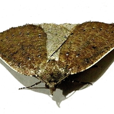 Authaemon stenonipha (Pale-bordered Cape-moth (Ennominae)) at Crooked Corner, NSW - 7 Apr 2021 by Milly