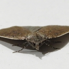 Authaemon stenonipha at Crooked Corner, NSW - 7 Apr 2021 12:07 AM