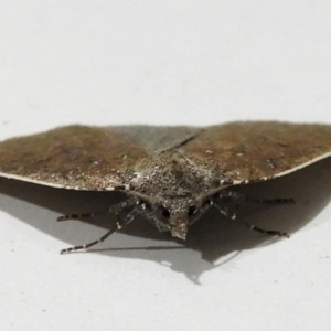 Authaemon stenonipha at Crooked Corner, NSW - 7 Apr 2021 12:07 AM